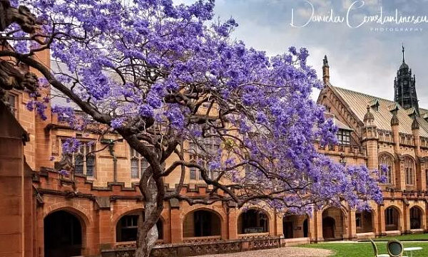 喜大普奔！悉尼大学“考试树”昨夜回归 蓝花楹盛开美景即将再现（组图） - 12