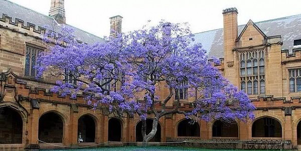 喜大普奔！悉尼大学“考试树”昨夜回归 蓝花楹盛开美景即将再现（组图） - 14