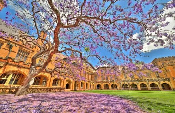 喜大普奔！悉尼大学“考试树”昨夜回归 蓝花楹盛开美景即将再现（组图） - 16