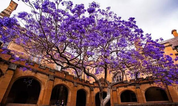 喜大普奔！悉尼大学“考试树”昨夜回归 蓝花楹盛开美景即将再现（组图） - 15