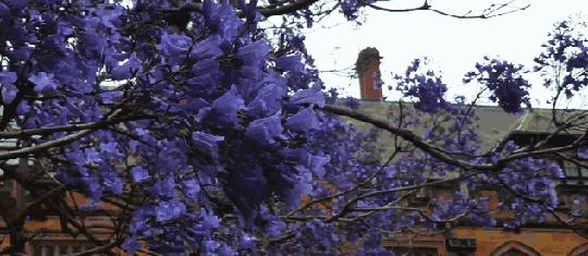喜大普奔！悉尼大学“考试树”昨夜回归 蓝花楹盛开美景即将再现（组图） - 13