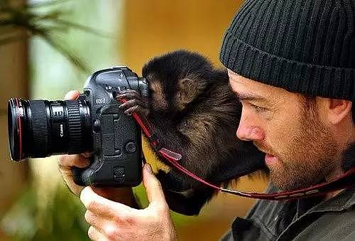 太悲催！摄影师给猴子拍了张照片，结果却被告到要破产...（组图） - 1