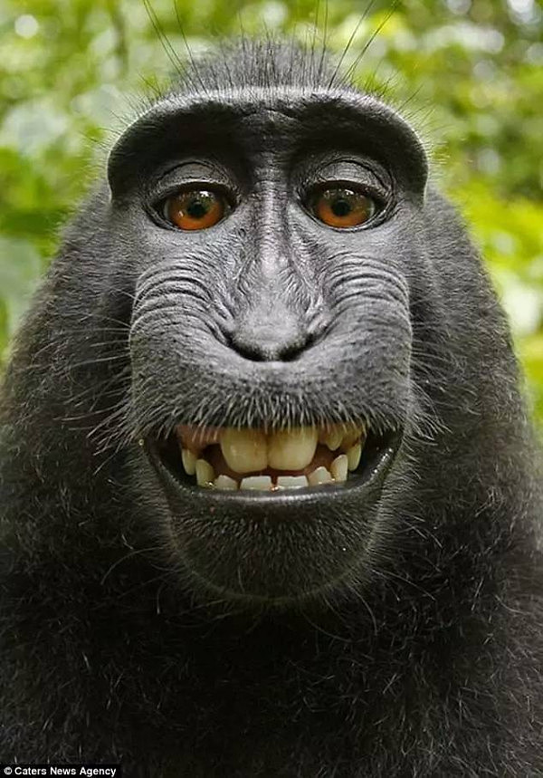 太悲催！摄影师给猴子拍了张照片，结果却被告到要破产...（组图） - 2