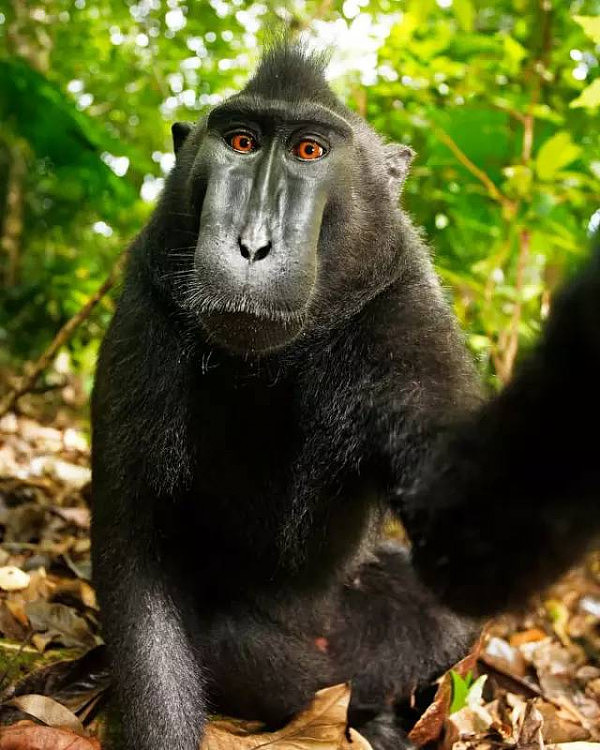 太悲催！摄影师给猴子拍了张照片，结果却被告到要破产...（组图） - 7