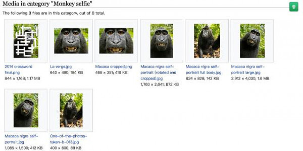 太悲催！摄影师给猴子拍了张照片，结果却被告到要破产...（组图） - 9