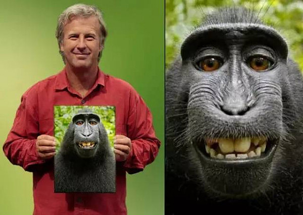 太悲催！摄影师给猴子拍了张照片，结果却被告到要破产...（组图） - 12