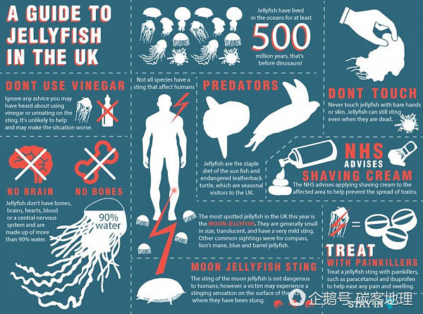 英国海滩出现数百只巨大水母 吓坏当地居民（组图） - 6