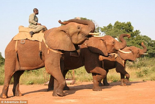 大象踩死训象师后被击毙 已供游客骑乘10年（组图） - 2