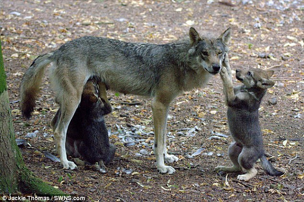 英国一母狼生下5只幼崽后逃离动物园被射杀 引网友不满（组图） - 1