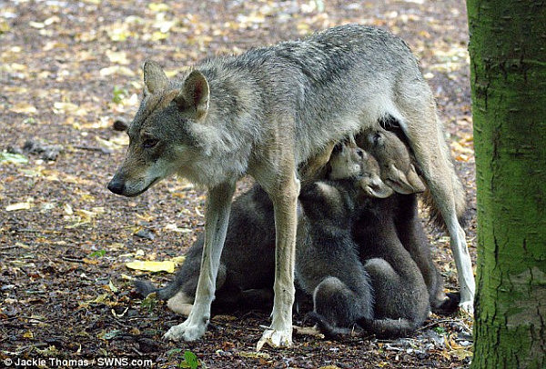 英国一母狼生下5只幼崽后逃离动物园被射杀 引网友不满（组图） - 2