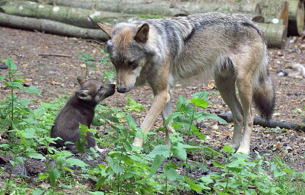 英国一母狼生下5只幼崽后逃离动物园被射杀 引网友不满（组图） - 3