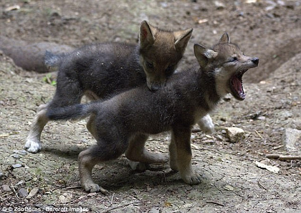 英国一母狼生下5只幼崽后逃离动物园被射杀 引网友不满（组图） - 4