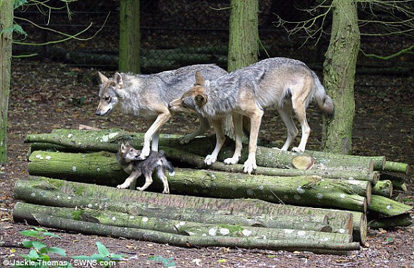 英国一母狼生下5只幼崽后逃离动物园被射杀 引网友不满（组图） - 5
