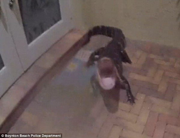 鳄鱼闯进公寓 警察徒手抓捕后将其释放（组图） - 1