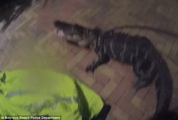 鳄鱼闯进公寓 警察徒手抓捕后将其释放（组图） - 3