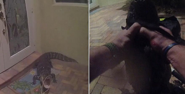 鳄鱼闯进公寓 警察徒手抓捕后将其释放（组图） - 5