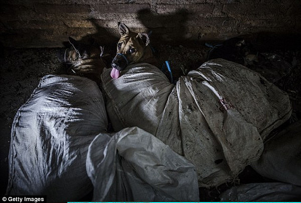 印尼商贩偷狗卖肉 称相信狗肉能治皮肤病（组图） - 2
