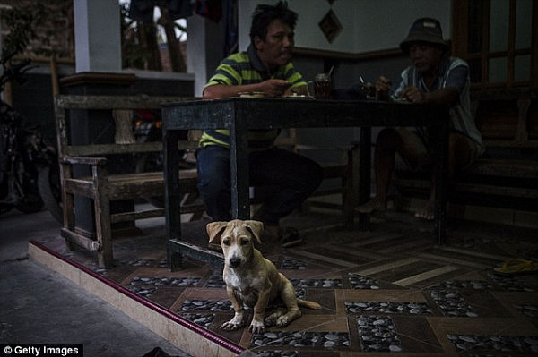 印尼商贩偷狗卖肉 称相信狗肉能治皮肤病（组图） - 3