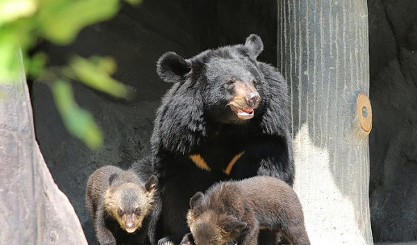 熊出没！韩国公园28头黑熊“走失” 附近居民人心惶惶（组图） - 2