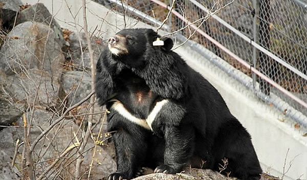 熊出没！韩国公园28头黑熊“走失” 附近居民人心惶惶（组图） - 4