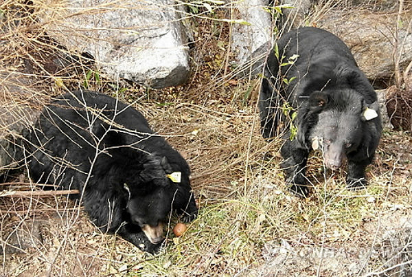 熊出没！韩国公园28头黑熊“走失” 附近居民人心惶惶（组图） - 5