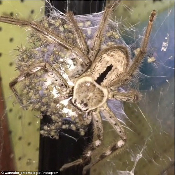 Arachnophobes beware: Dramatic footage captures the moment an adult huntsman stands guard as 200 of her babies drink up a light spray of water 