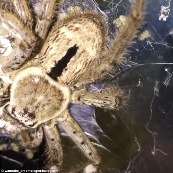 Despite their fearsome looks and huge size, adult huntsman spiders actually pose very little threat to human beings