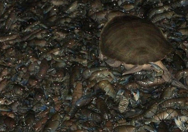 小龙虾在澳洲遇冷，河水干涸致亿万小龙虾无家可归