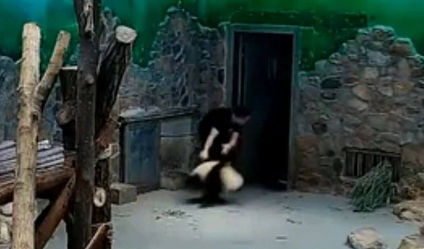 中国大熊猫被饲养员虐待？澳媒：不是说好的国宝嘛！（视频） - 1