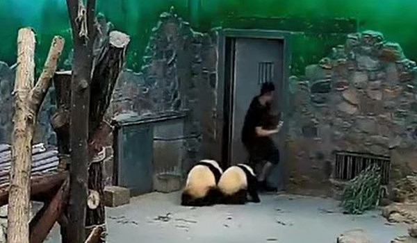 中国大熊猫被饲养员虐待？澳媒：不是说好的国宝嘛！（视频） - 2