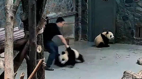 中国大熊猫被饲养员虐待？澳媒：不是说好的国宝嘛！（视频） - 3