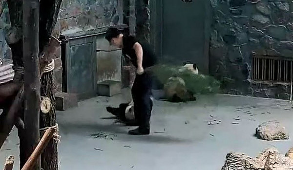 中国大熊猫被饲养员虐待？澳媒：不是说好的国宝嘛！（视频） - 4