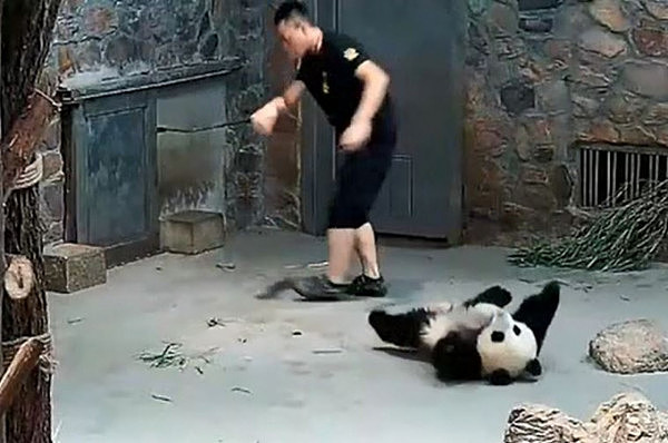 中国大熊猫被饲养员虐待？澳媒：不是说好的国宝嘛！（视频） - 5