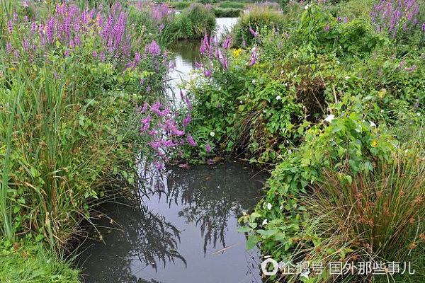 英国78岁老人花7年 将沼泽地改成秘密花园（组图） - 5