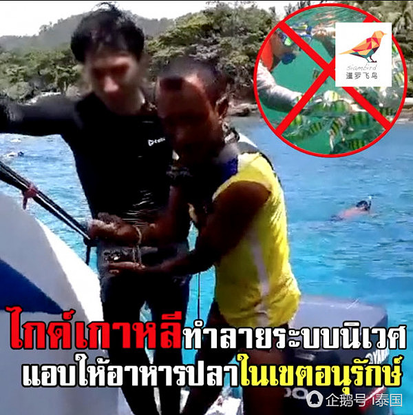 韩国黑导游在泰国带头让游客喂鱼 被警方逮捕（组图） - 6