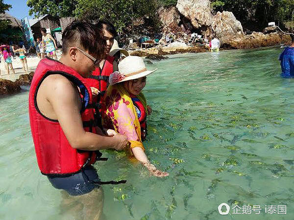韩国黑导游在泰国带头让游客喂鱼 被警方逮捕（组图） - 7