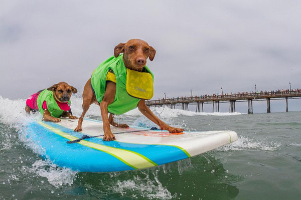 会玩！狗狗下海参加冲浪比赛 画风奇特 还分单狗双狗两个项目（组图） - 5