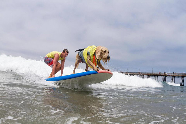 会玩！狗狗下海参加冲浪比赛 画风奇特 还分单狗双狗两个项目（组图） - 6