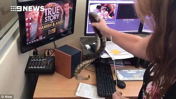 The lady employee can been seen putting a cool front while removing the snake from the desk
