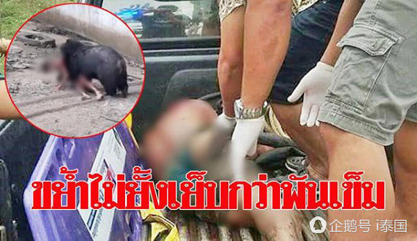 恐怖！泰国男子逗黑熊反被攻击 狂咬手臂需缝上千针（组图） - 1