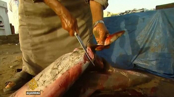 美国血腥鱼翅交易：割完鱼鳍将鲨鱼扔回海里（组图） - 2