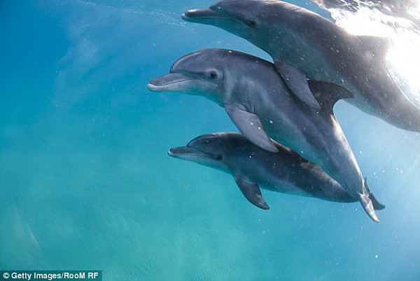 Researchers noticed Bottlenose dolphins spending time together after mating season ended (file picture)