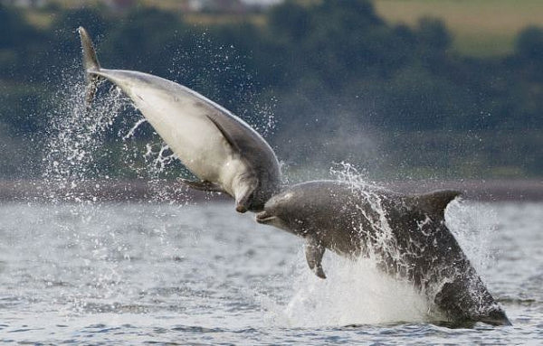 Two male dolphins 'more likely' to mate for life than two dolphins of different genders