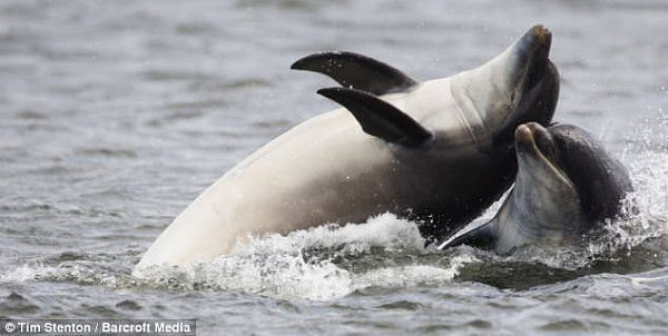 Researchers were 'excited' to record similarities between Mandurah and Shark Bay dolphins