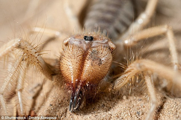 美国男子发现恐怖生物 外观如蜘蛛和蝎子综合体让人不寒而栗（组图） - 2