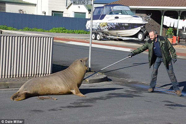 Ranger Dale Millar had a hard day's work using a prong to wrangle the giant sea lion  back into the ocean.