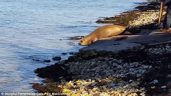 The sea lion (pictured) was happy to be back in the ocean after spending a night in the town