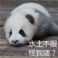 大熊猫被中国垄断 是赚钱工具和置换筹码？看中国如何回复！ - 4