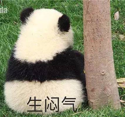 大熊猫被中国垄断 是赚钱工具和置换筹码？看中国如何回复！ - 7