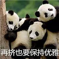 大熊猫被中国垄断 是赚钱工具和置换筹码？看中国如何回复！ - 10